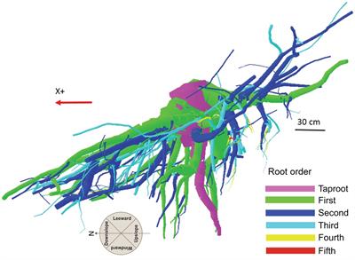 Functional Traits of Pinus ponderosa Coarse Roots in Response to Slope Conditions